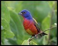 _7SB3874 painted bunting